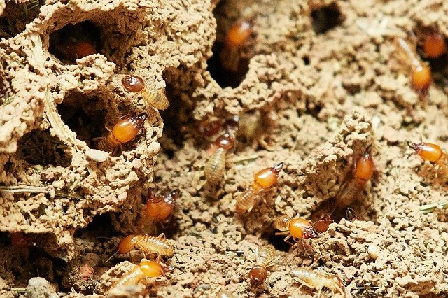 How To Spot Termite Damage For Quick Termite Repair On Maui