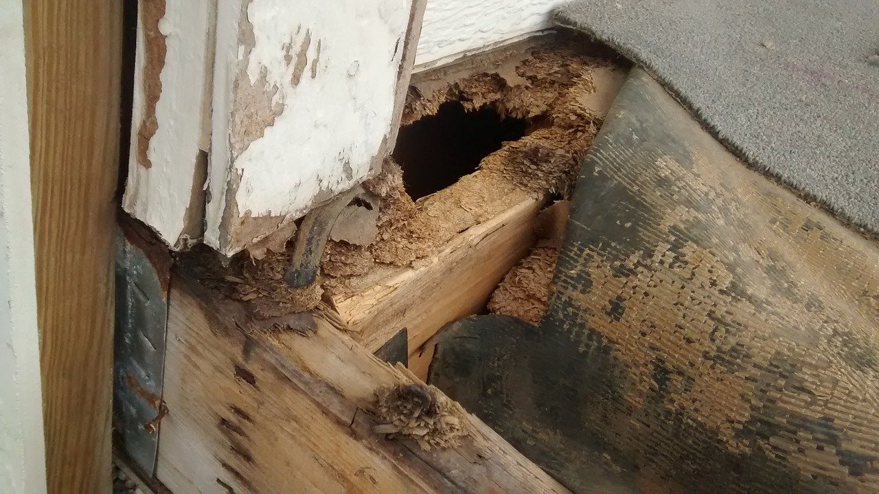 Maui Dry Rot Prevention Tips