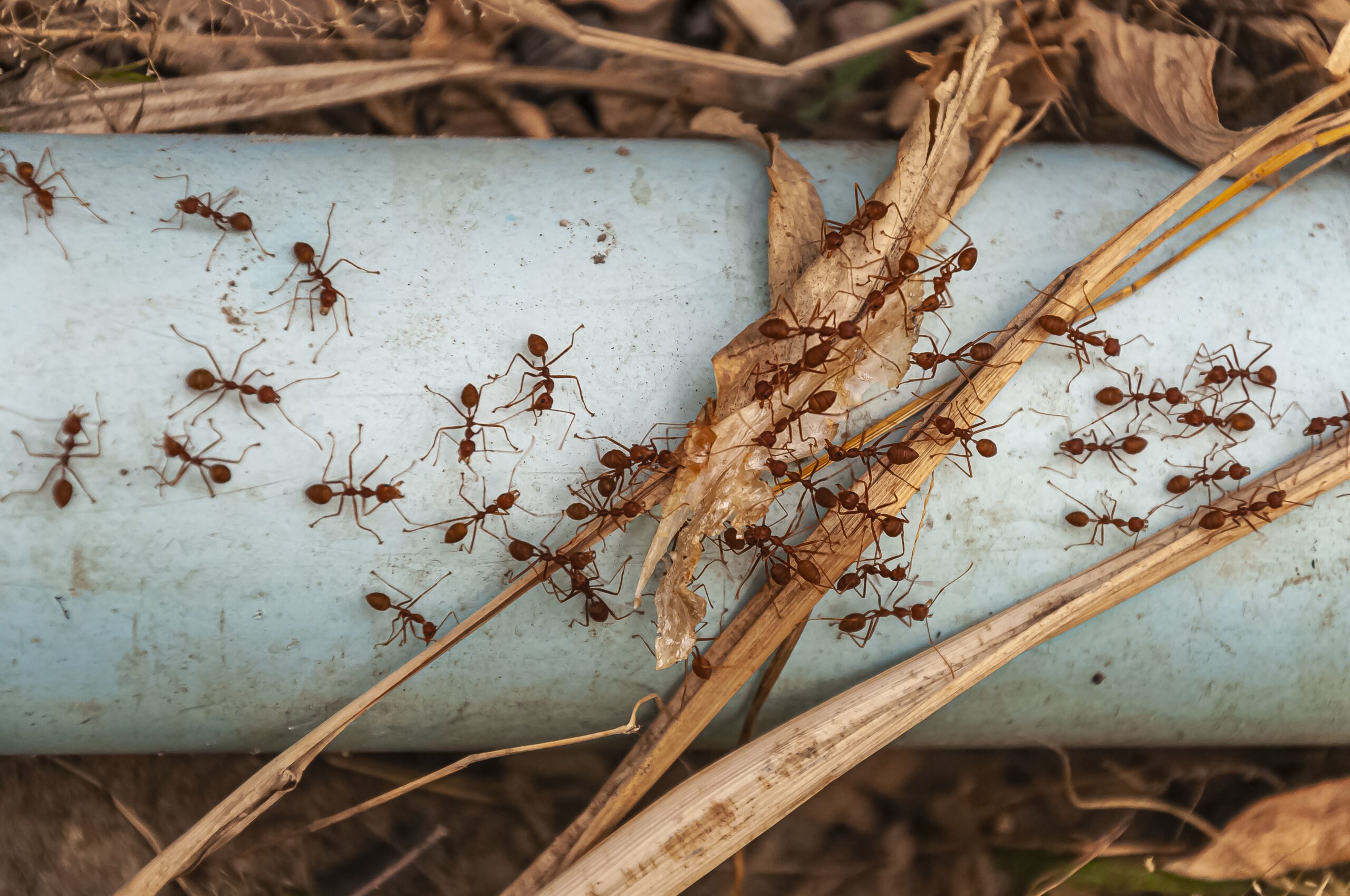 Top-Notch Termite Treatment in Maui You Can Call On